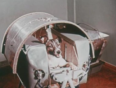 Λάικα: Το πρώτο σκυλί στο διάστημα – Ποια ήταν στην πραγματικότητα η τύχη που της επιφύλασσαν οι Σοβιετικοί